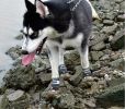 Pet Non-Skid Booties, Waterproof Socks Breathable Non-Slip with 3m Reflective Adjustable Strap Small to Large Size (4PCS/Set) Paw Protector